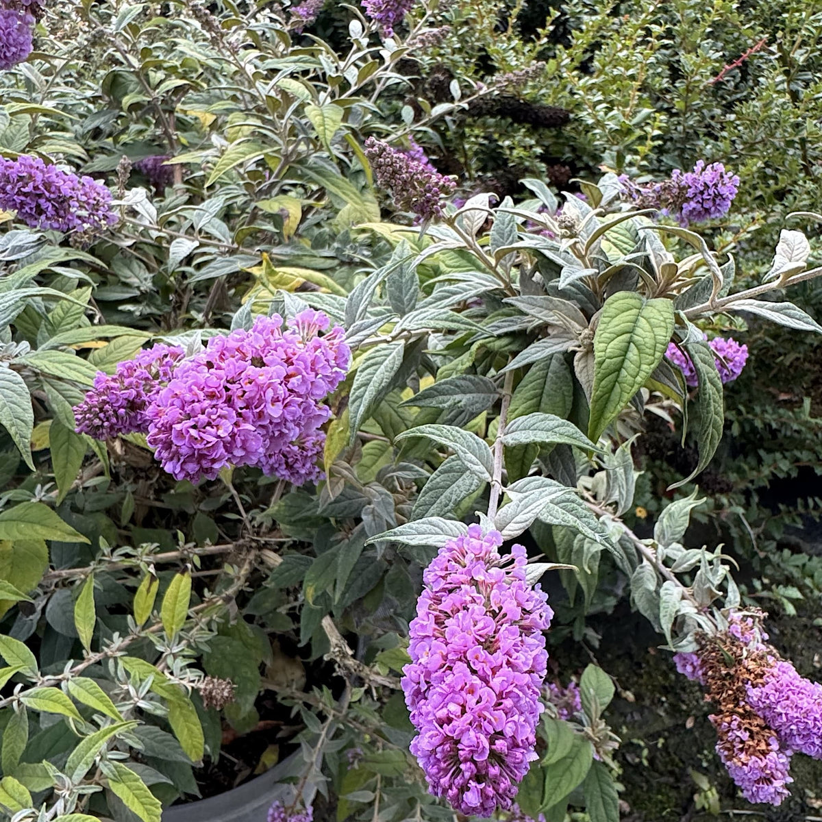 Buddleja 'Blue Chip'