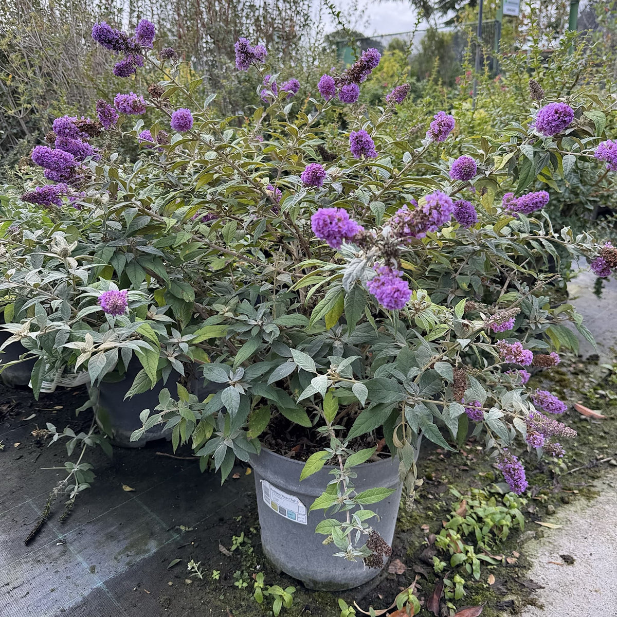 Buddleja 'Blue Chip'
