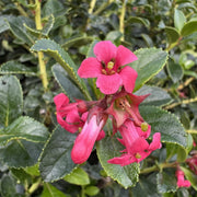 Escallonia rubra 'Macrantha'