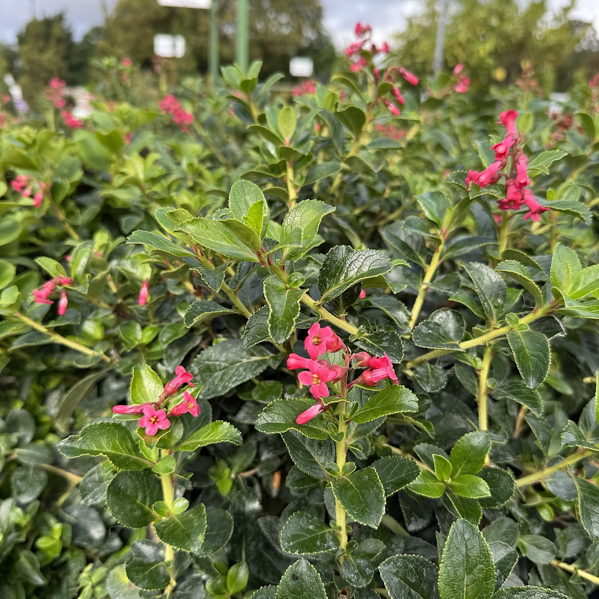 Escallonia rubra 'Macrantha'