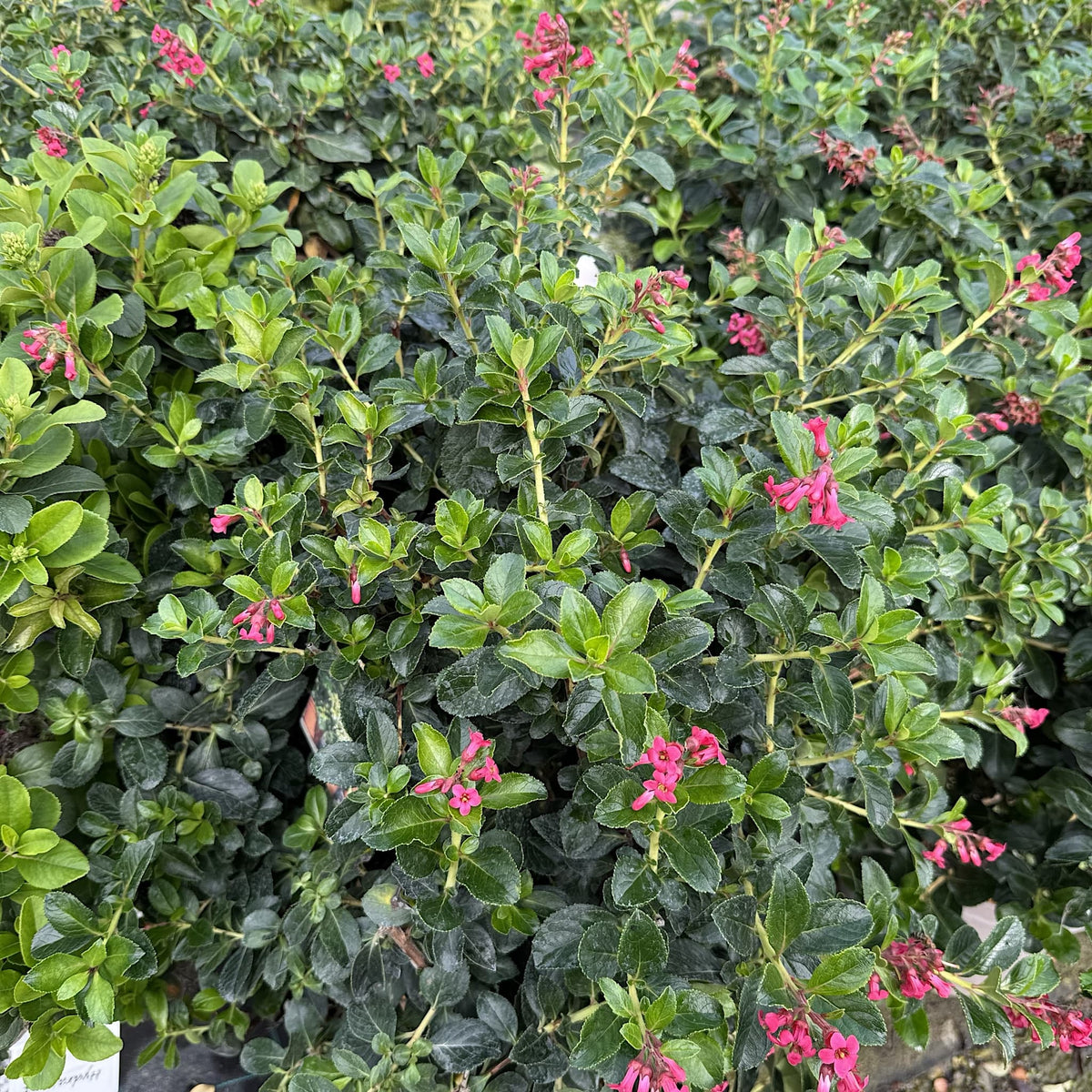Escallonia rubra 'Macrantha'