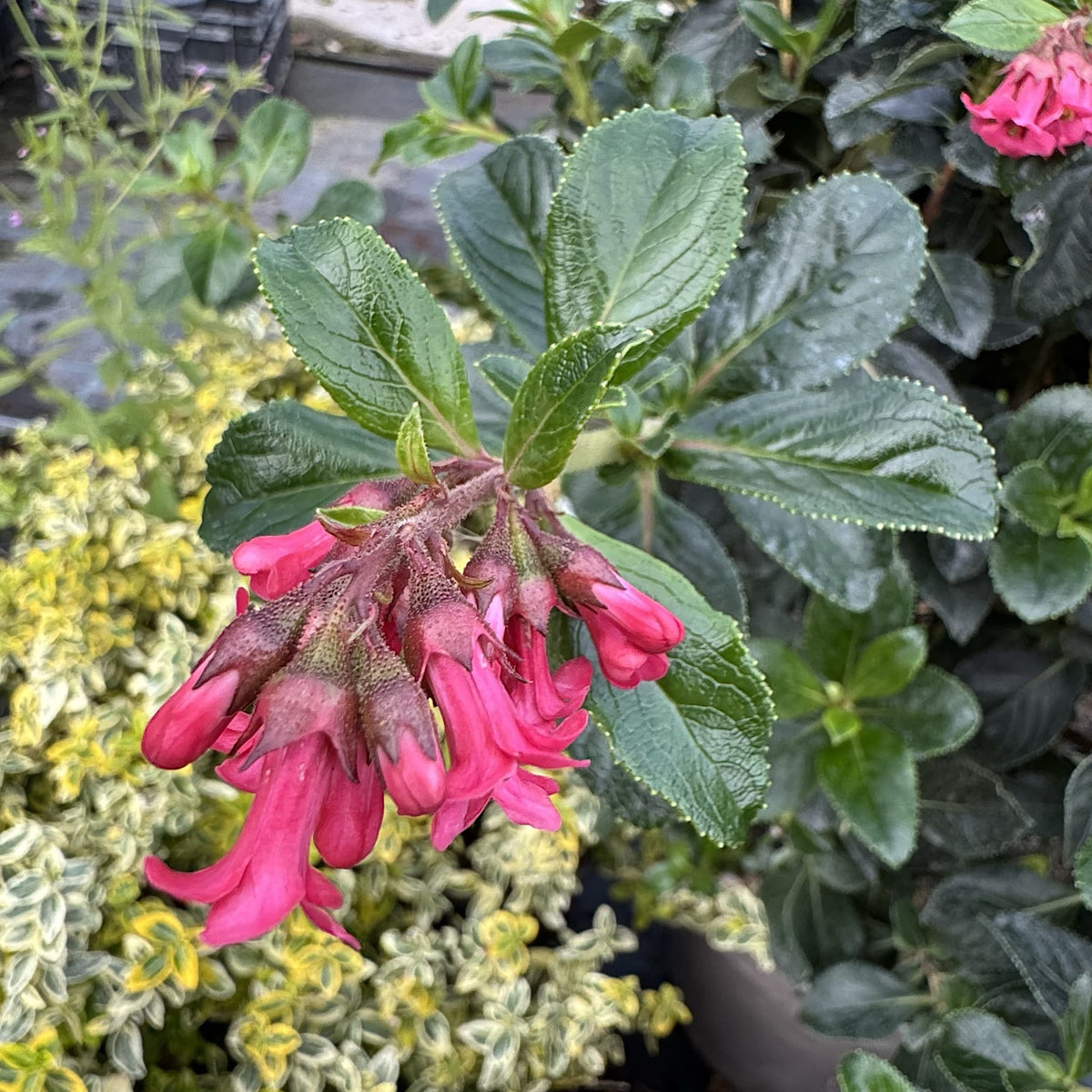 Escallonia rubra 'Macrantha'