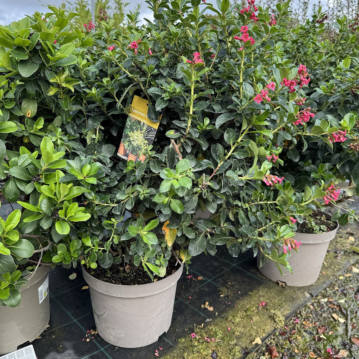 Escallonia rubra 'Macrantha'