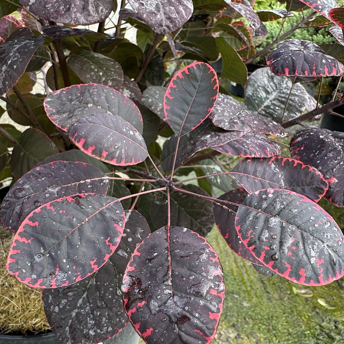 Cotinus cogg. 'Royal Purple'