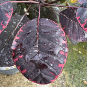 Cotinus cogg. 'Royal Purple'