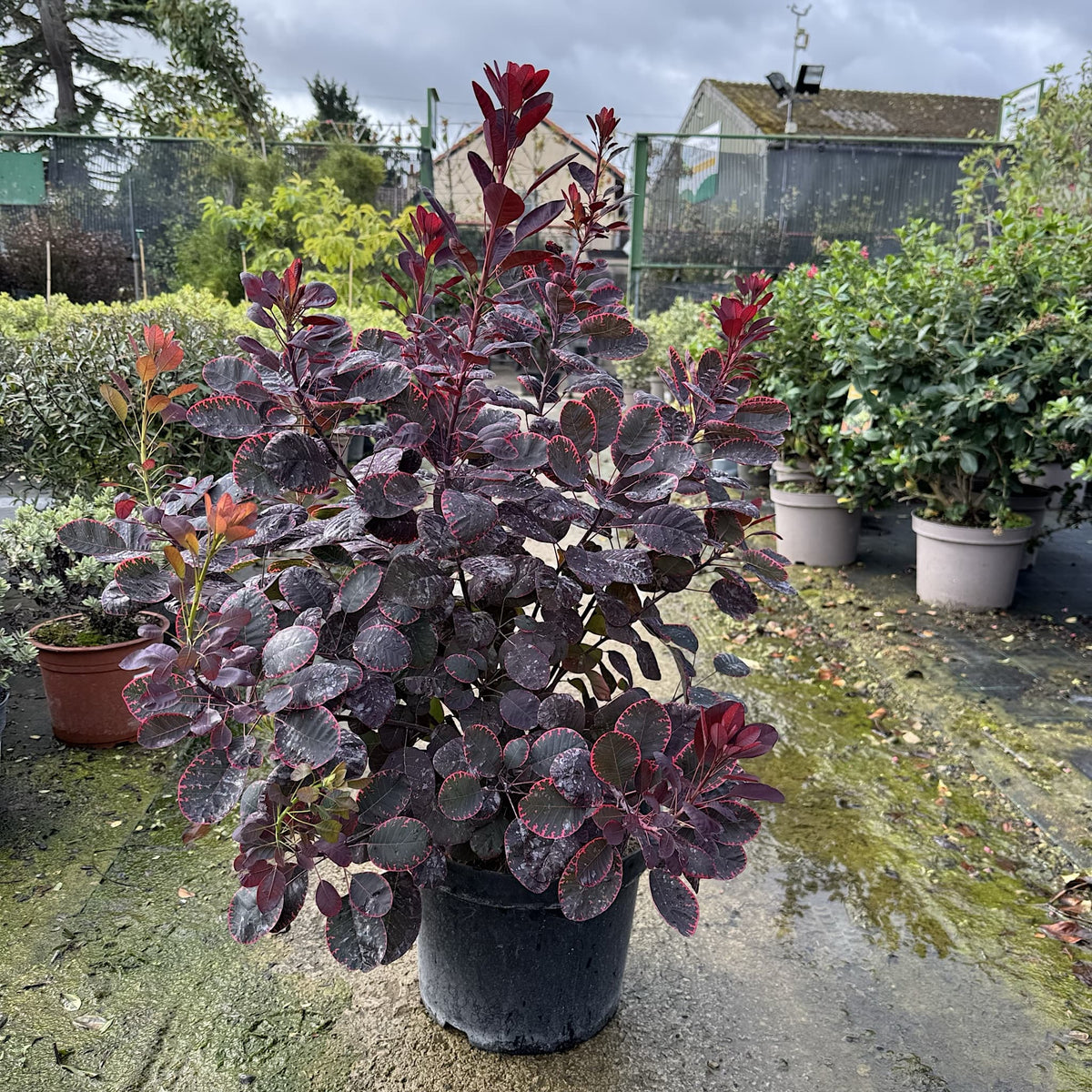 Cotinus cogg. 'Royal Purple'