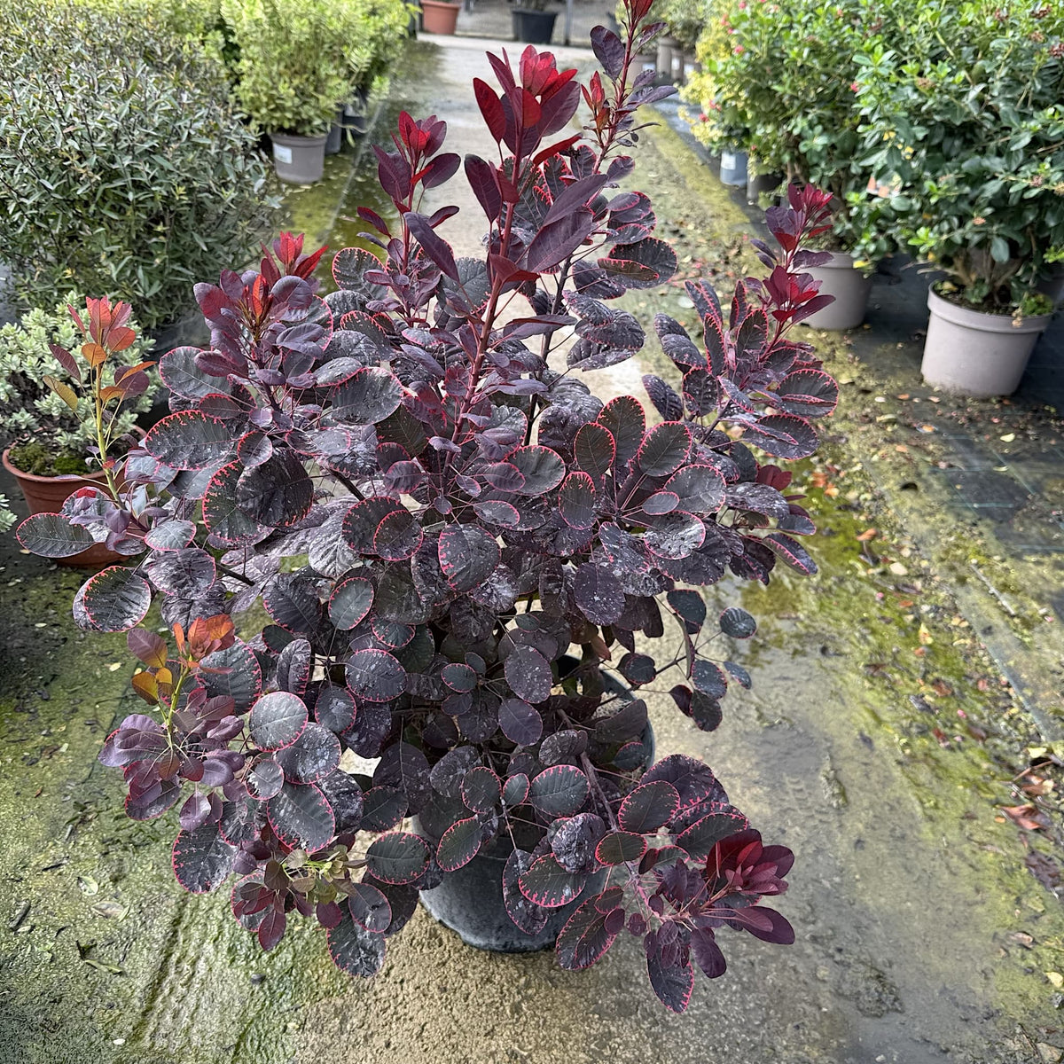 Cotinus cogg. 'Royal Purple'