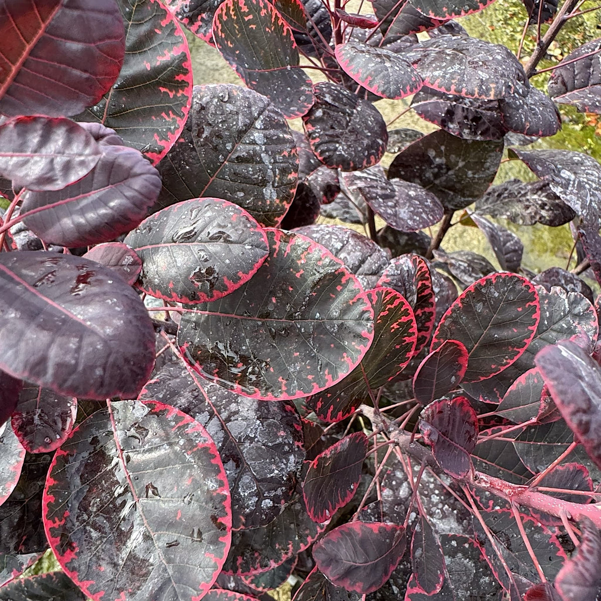 Cotinus cogg. 'Royal Purple'