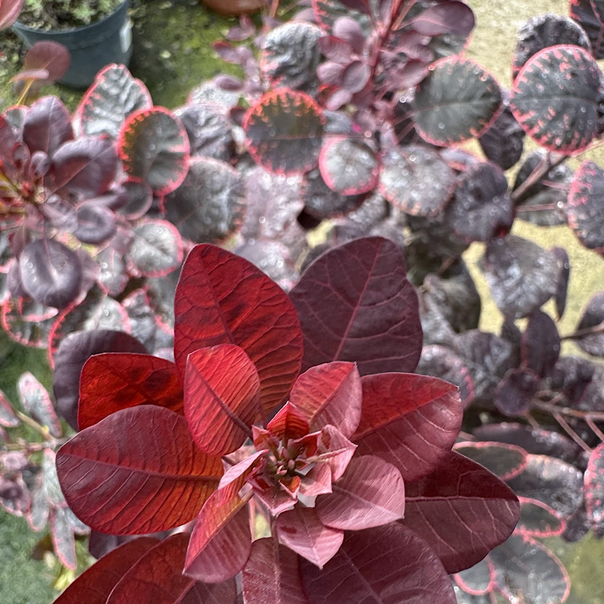 Cotinus cogg. 'Royal Purple'