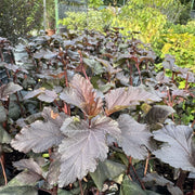 Physocarpus 'Diabolo'
