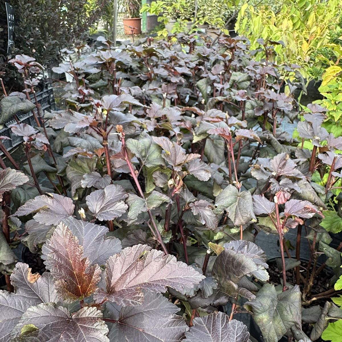 Physocarpus 'Diabolo'