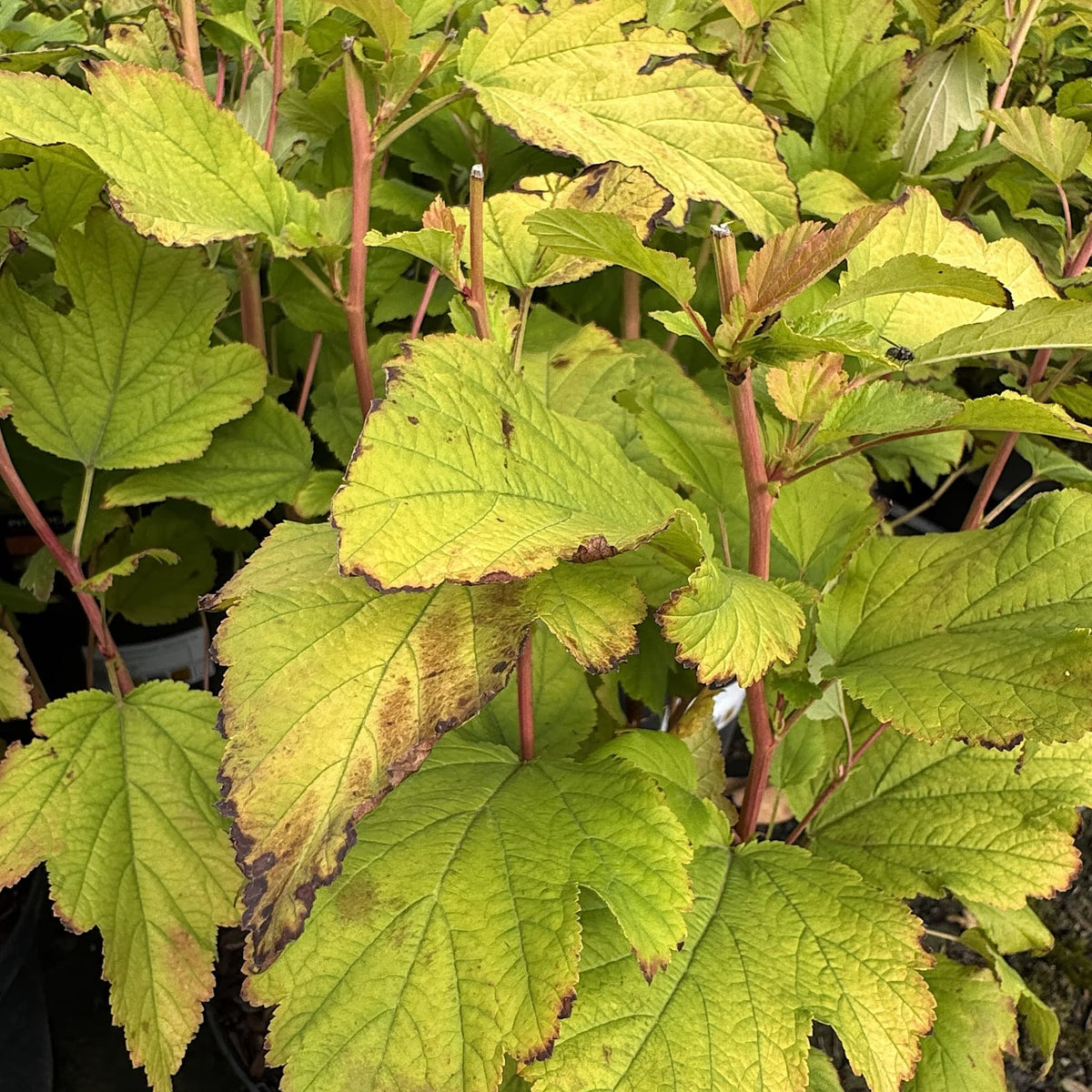 Physocarpus opulif. 'Dart's Gold'