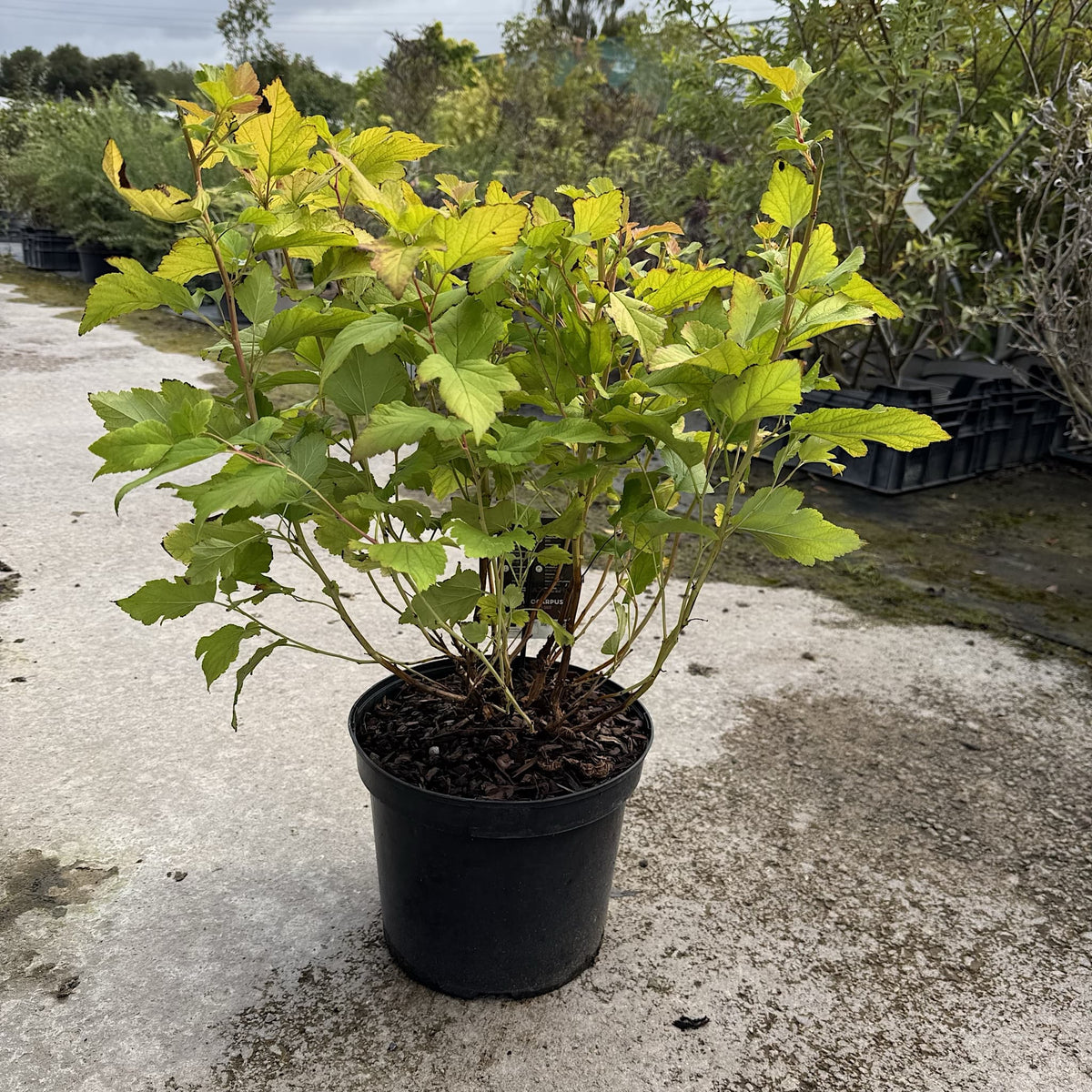 Physocarpus opulif. 'Dart's Gold'
