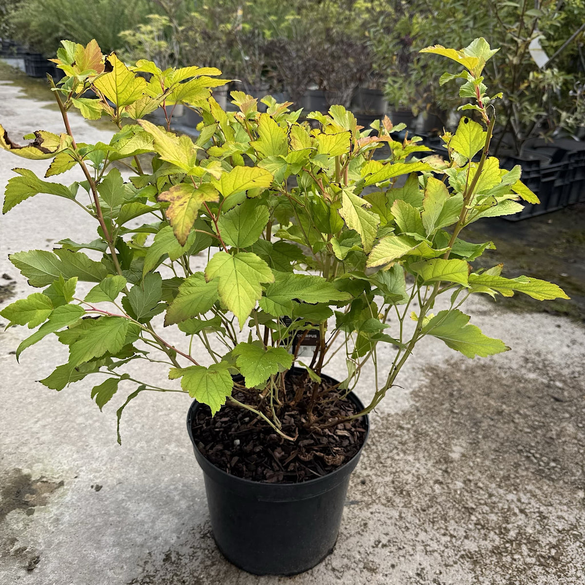 Physocarpus opulif. 'Dart's Gold'