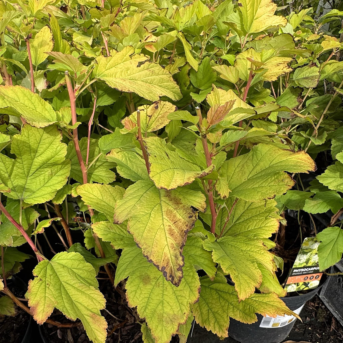 Physocarpus opulif. 'Dart's Gold'