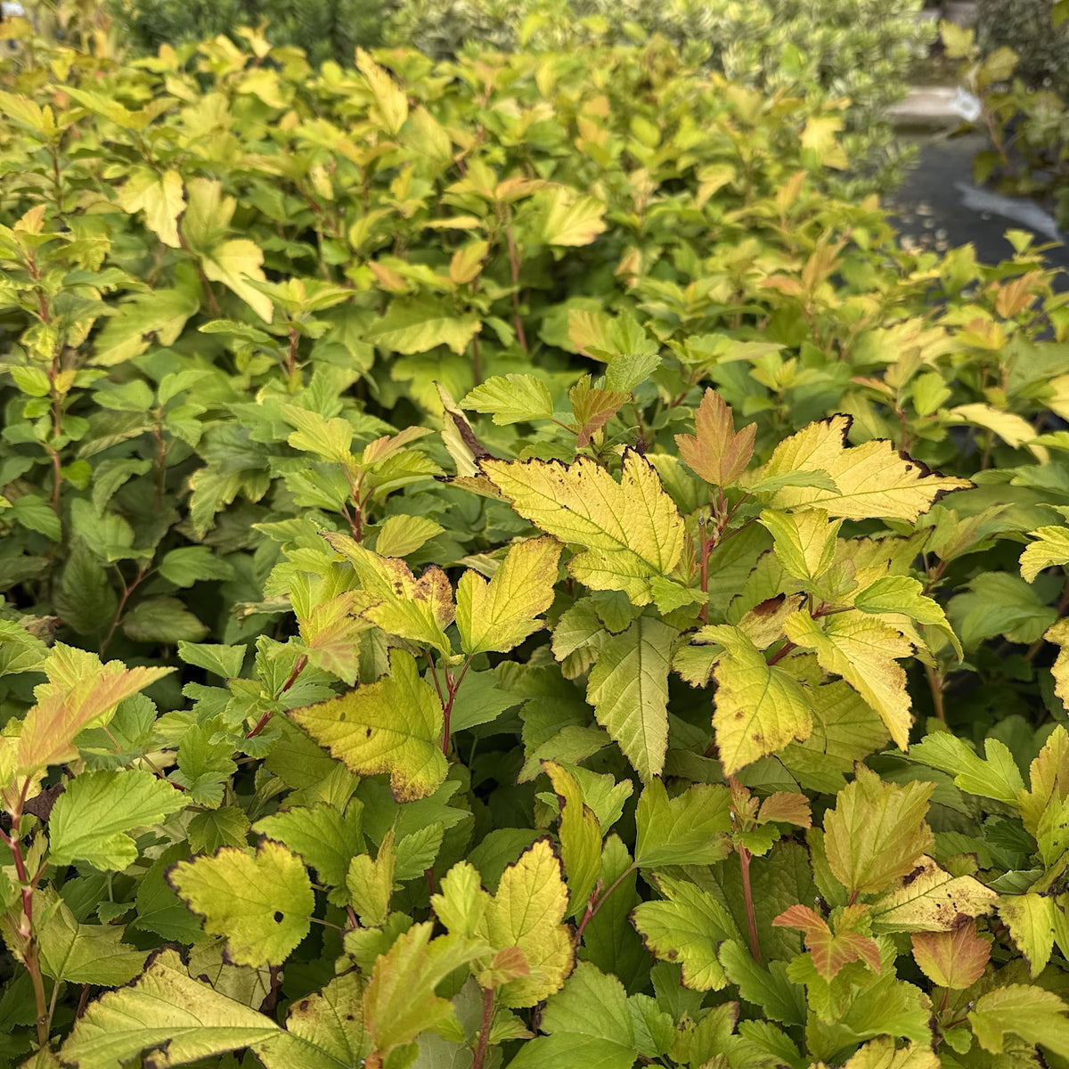 Physocarpus opulif. 'Dart's Gold'