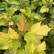 Physocarpus opulif. 'Dart's Gold'