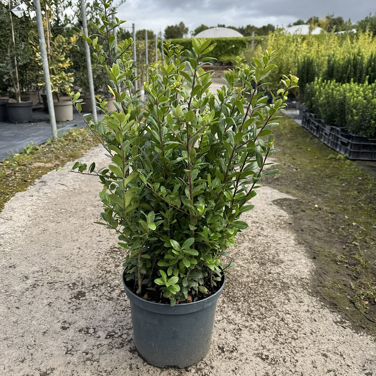 Ilex crenata