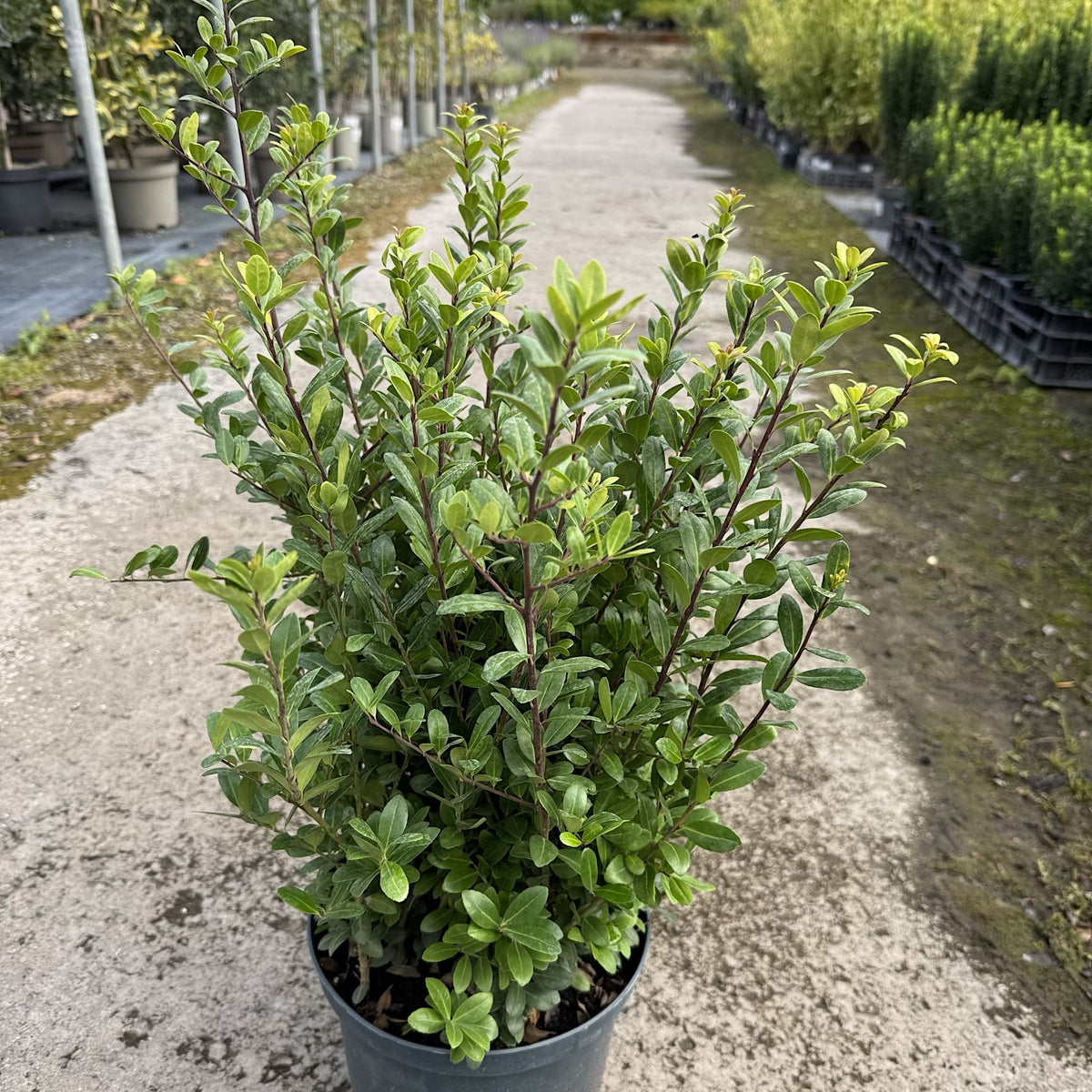 Ilex crenata
