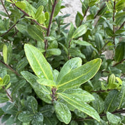 Ilex crenata
