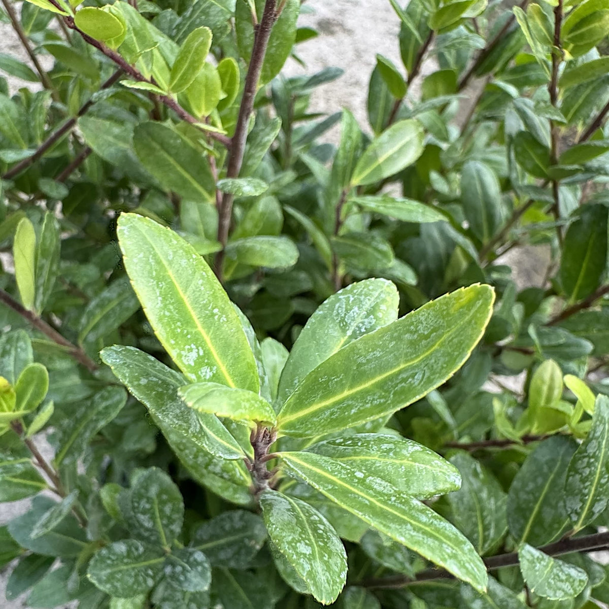 Ilex crenata