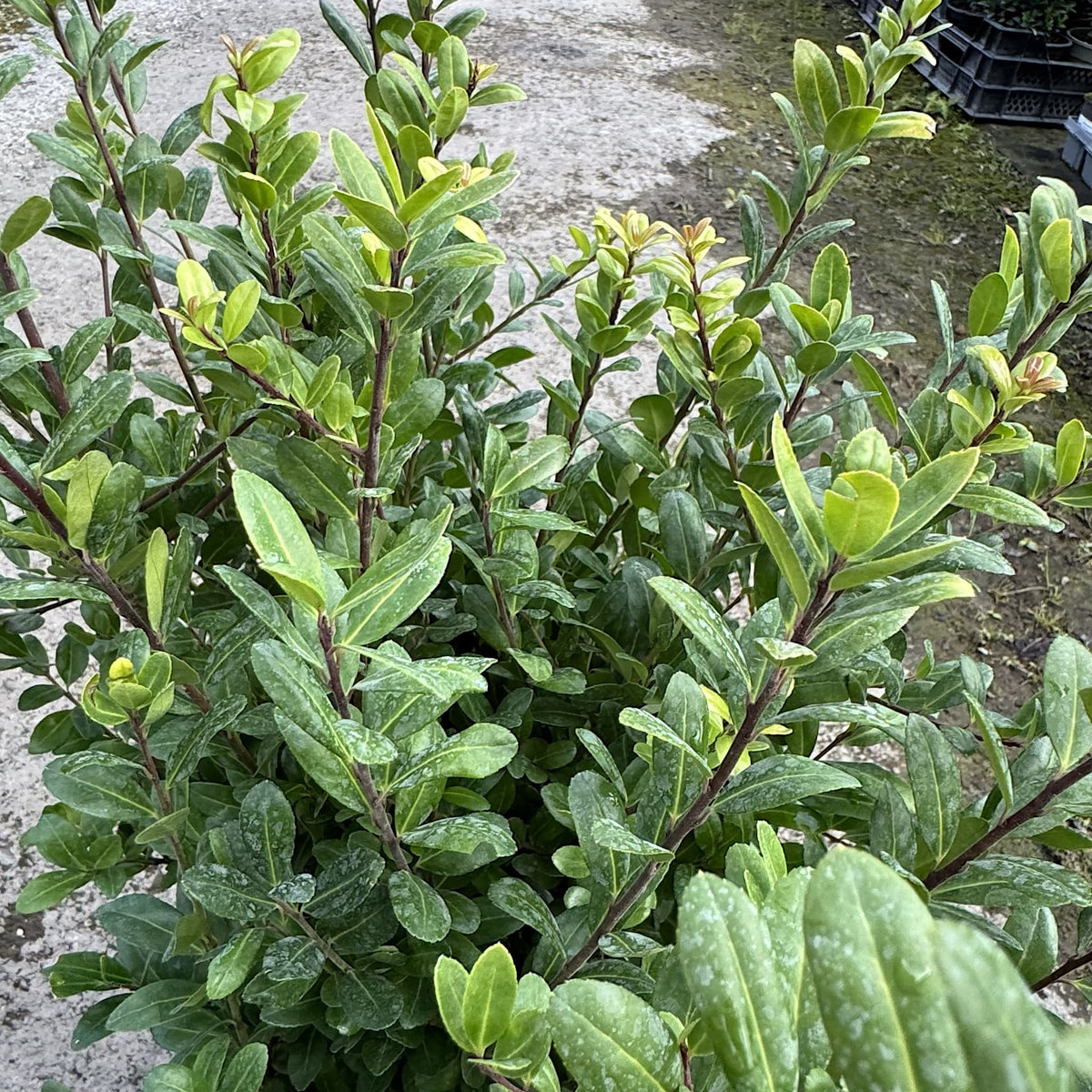 Ilex crenata