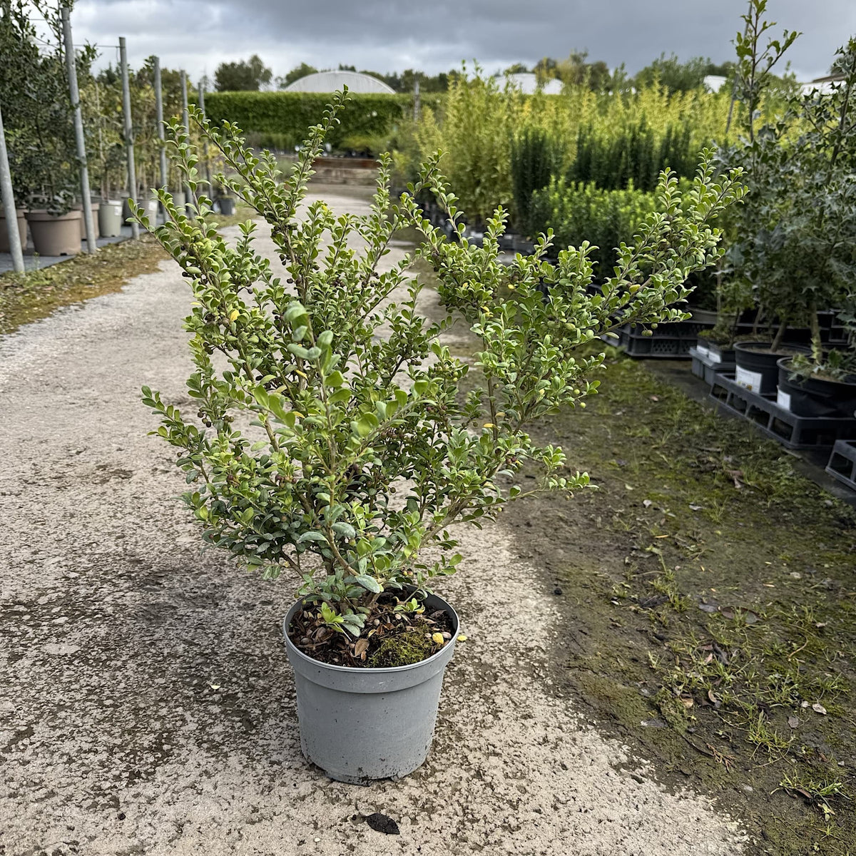 Ilex crenata 'Convexa'