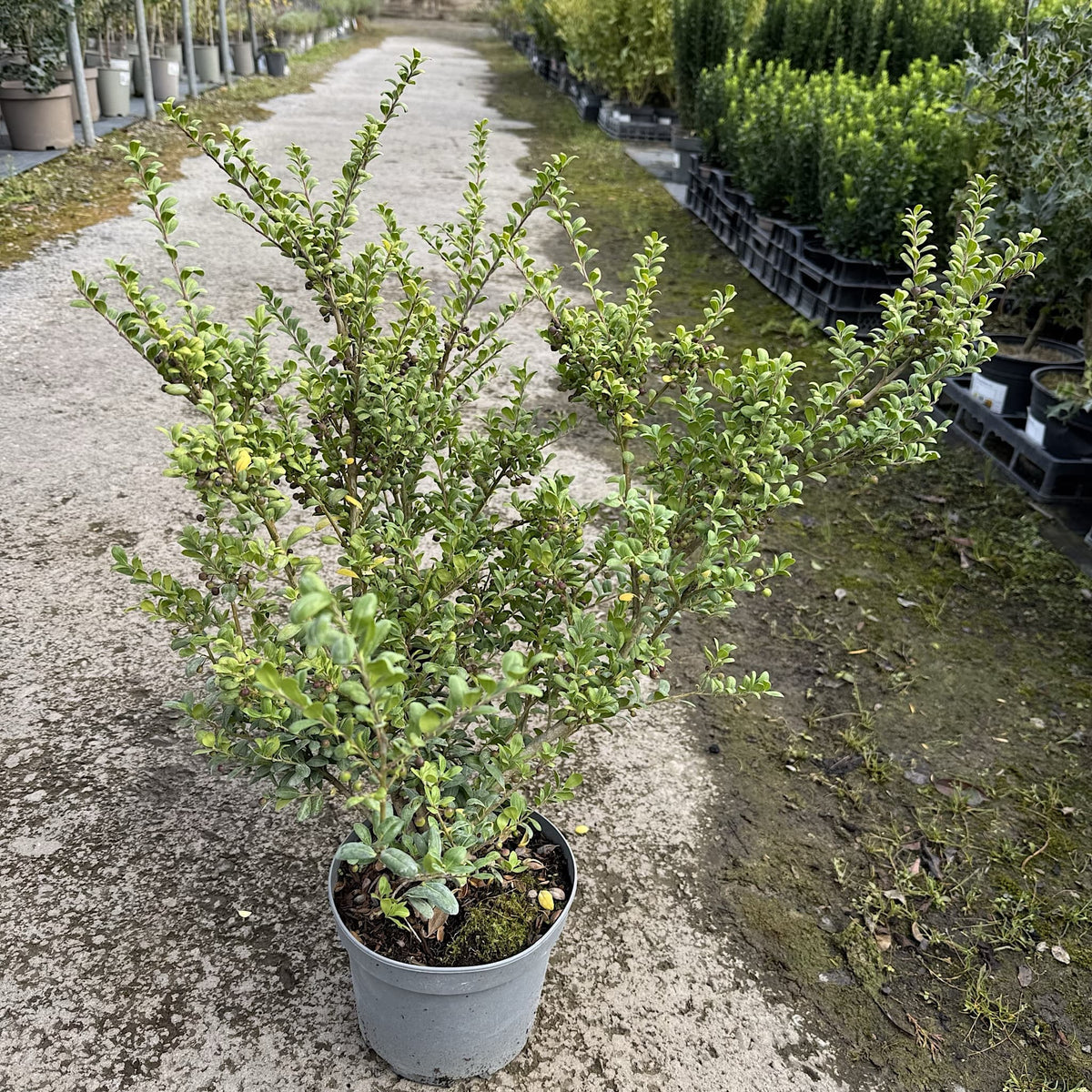 Ilex crenata 'Convexa'