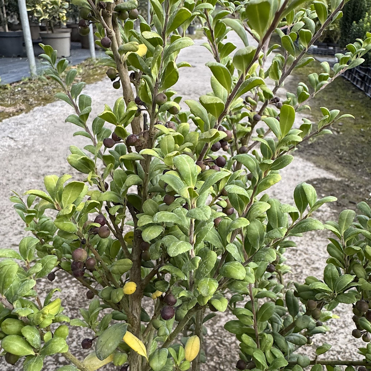 Ilex crenata 'Convexa'