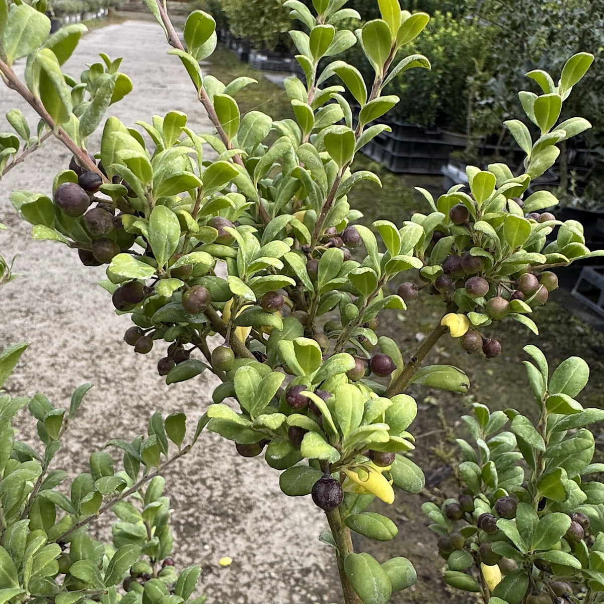 Ilex crenata 'Convexa'