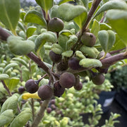 Ilex crenata 'Convexa'