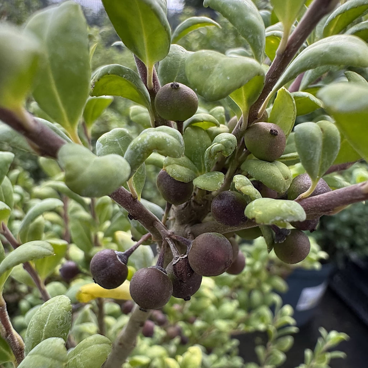 Ilex crenata 'Convexa'