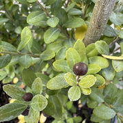 Ilex crenata 'Dark Green'