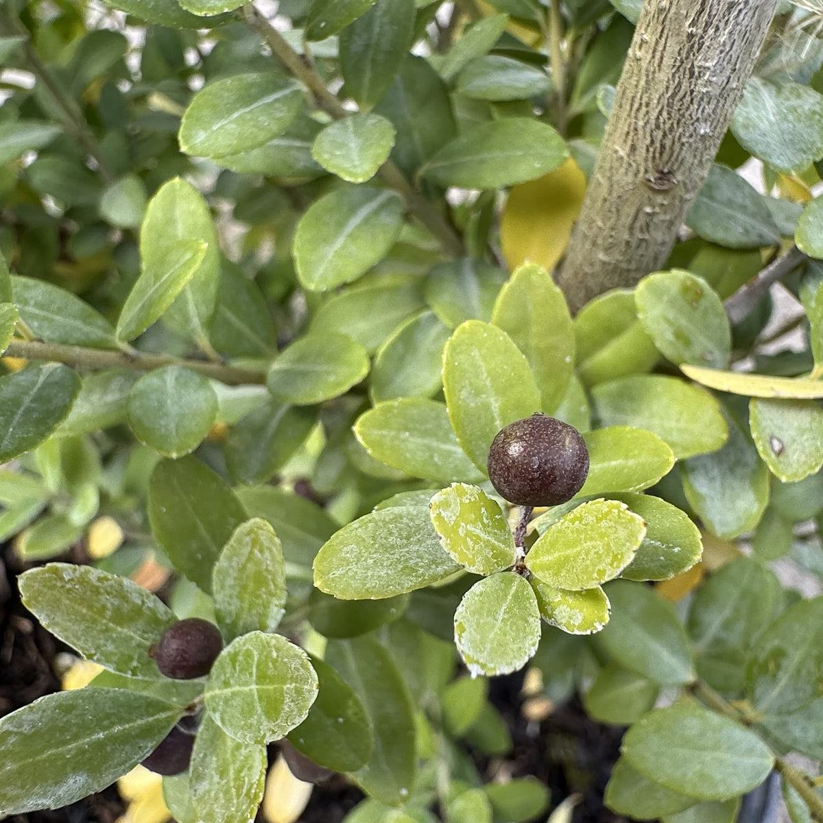 Ilex crenata 'Dark Green'