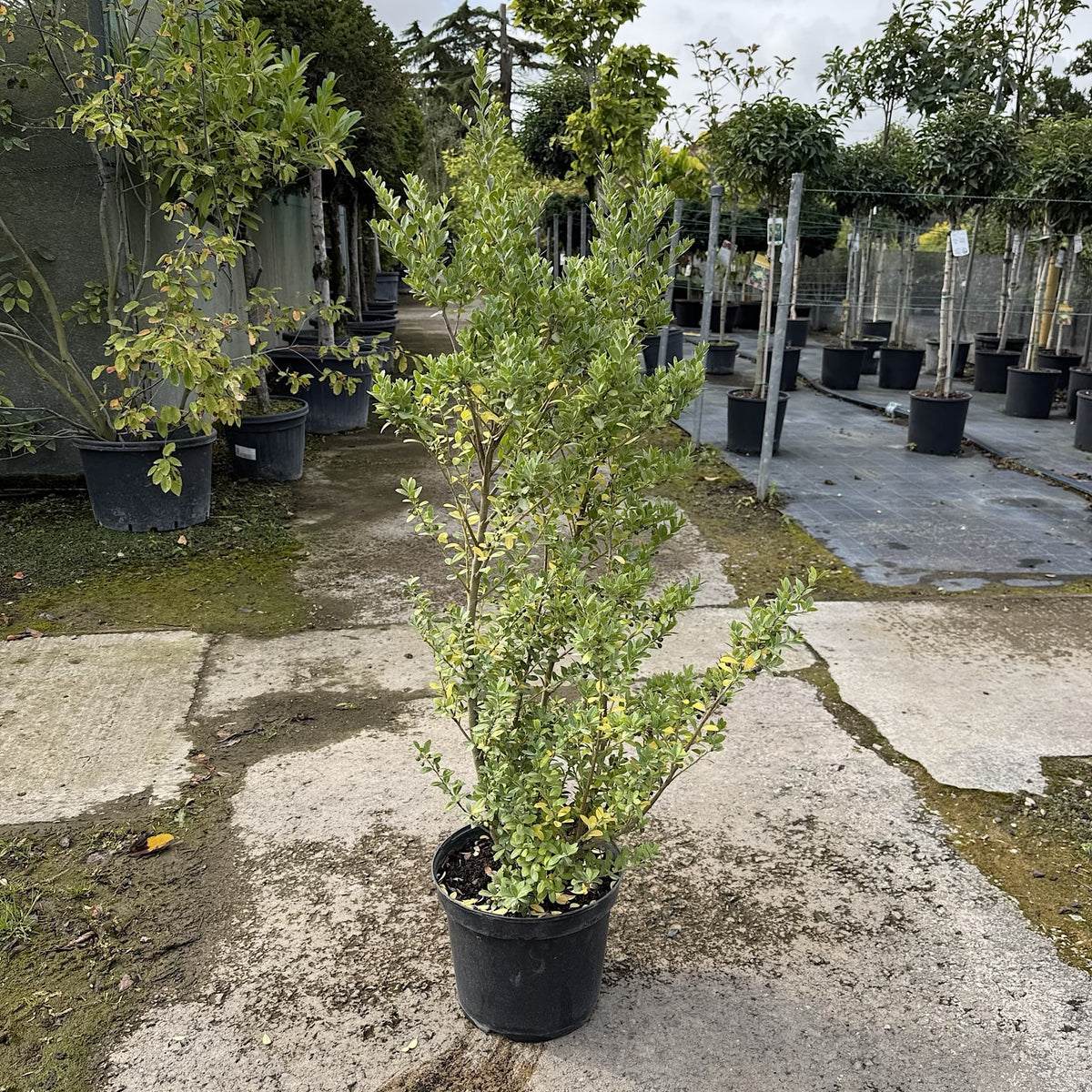 Ilex crenata 'Dark Green'