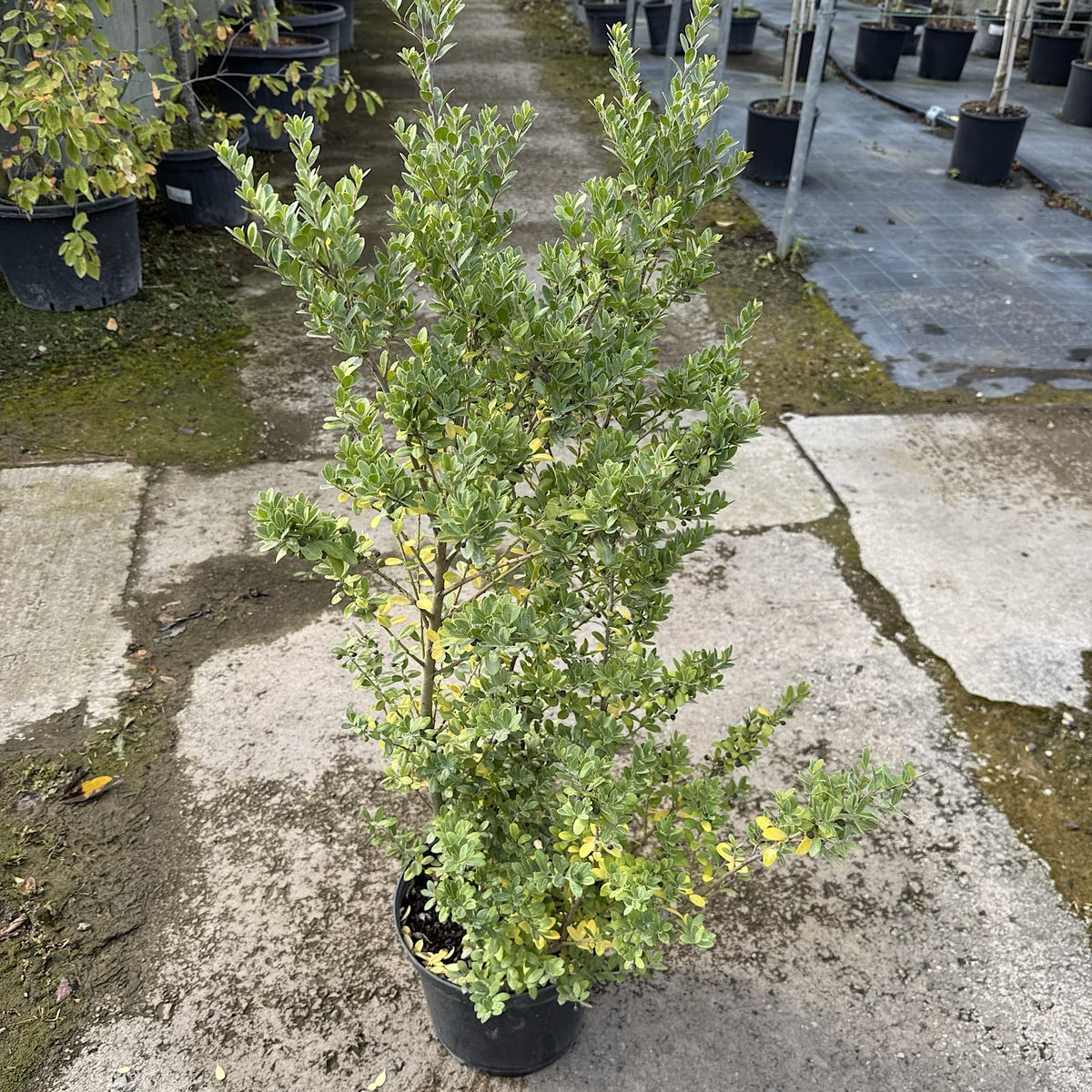 Ilex crenata 'Dark Green'