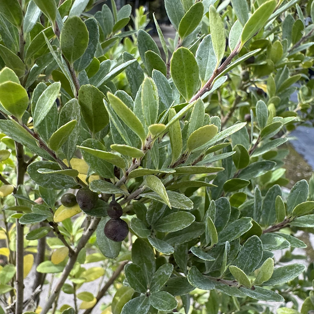 Ilex crenata 'Dark Green'