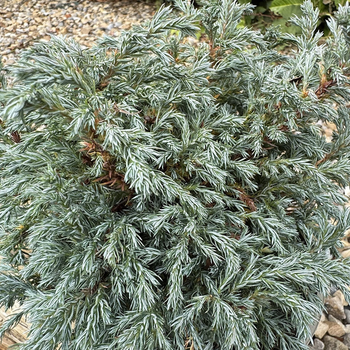 Chamaecyparis pisifera 'Boulevard'