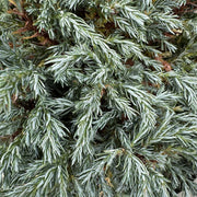 Chamaecyparis pisifera 'Boulevard'
