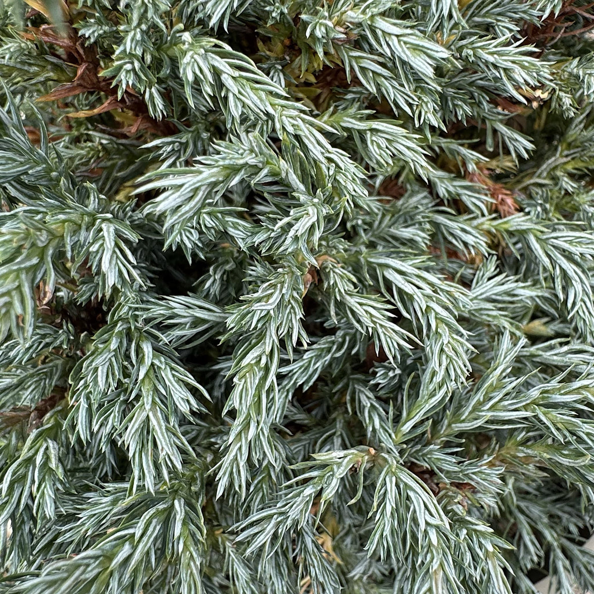 Chamaecyparis pisifera 'Boulevard'