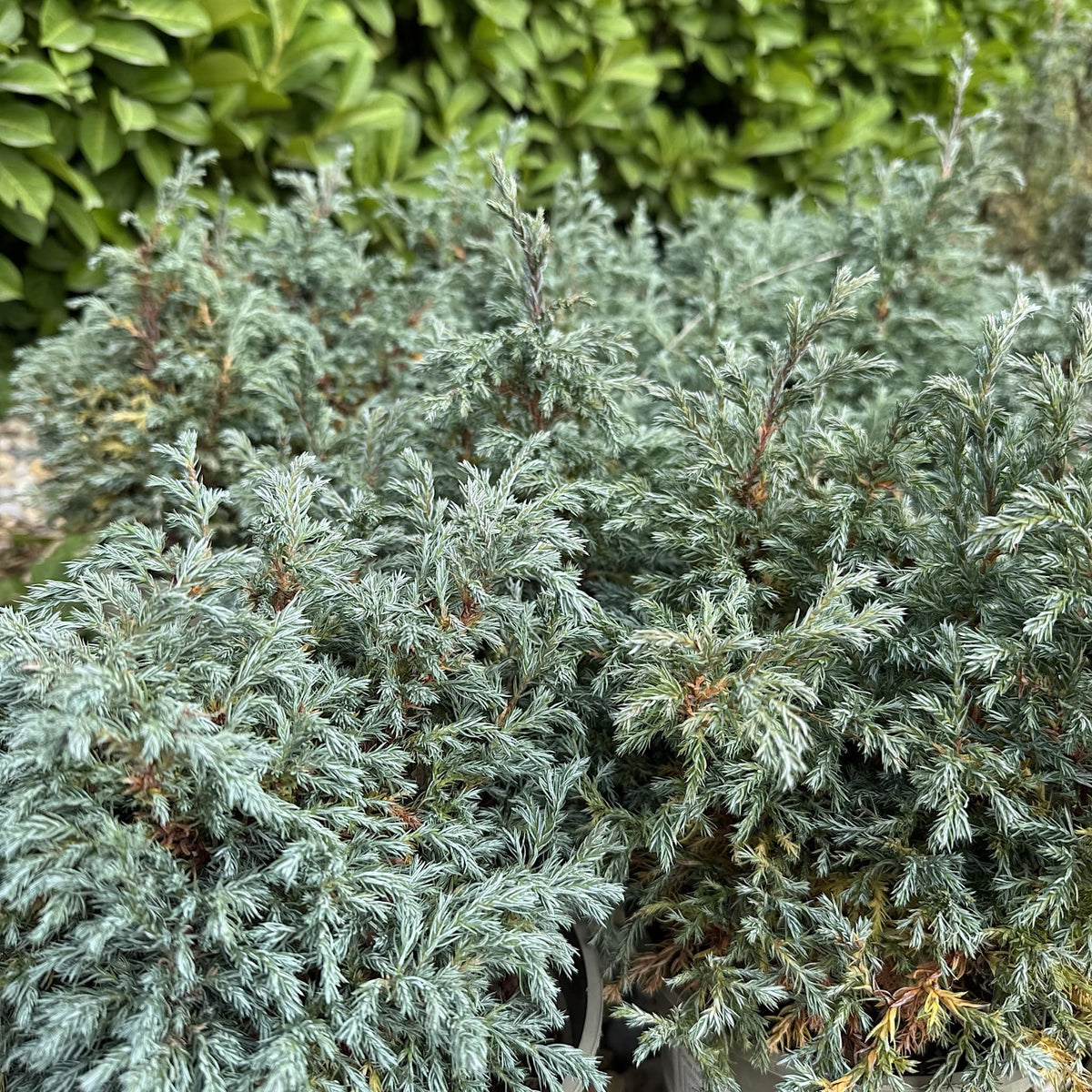 Chamaecyparis pisifera 'Boulevard'