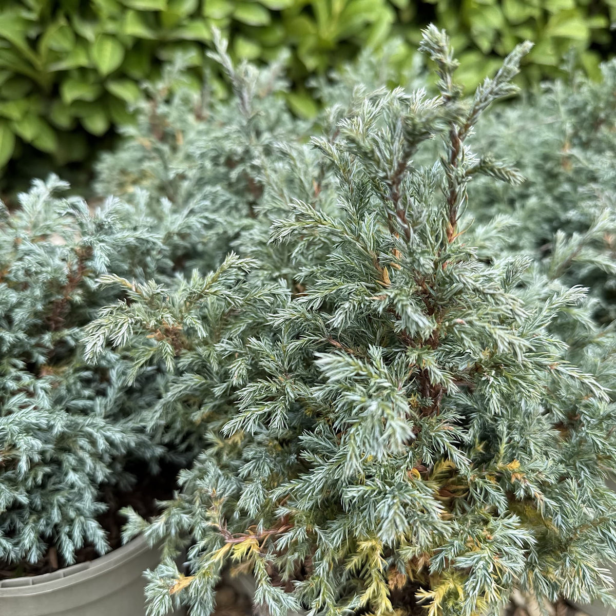 Chamaecyparis pisifera 'Boulevard'