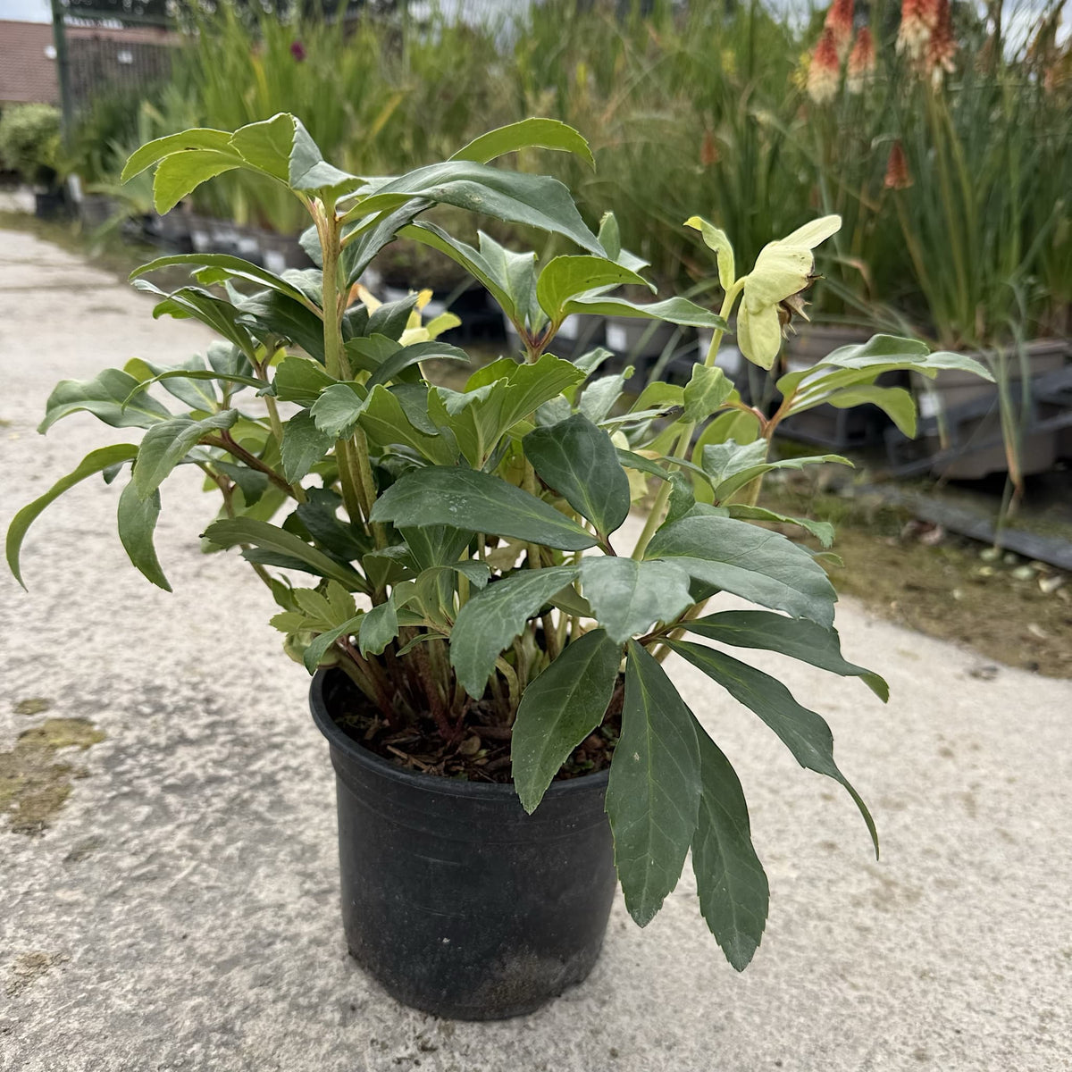 Helleborus niger