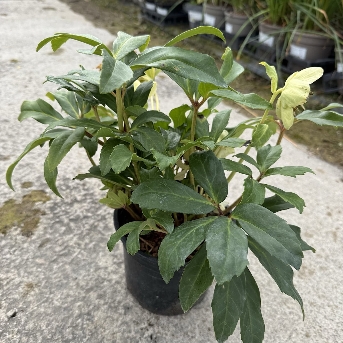 Helleborus niger