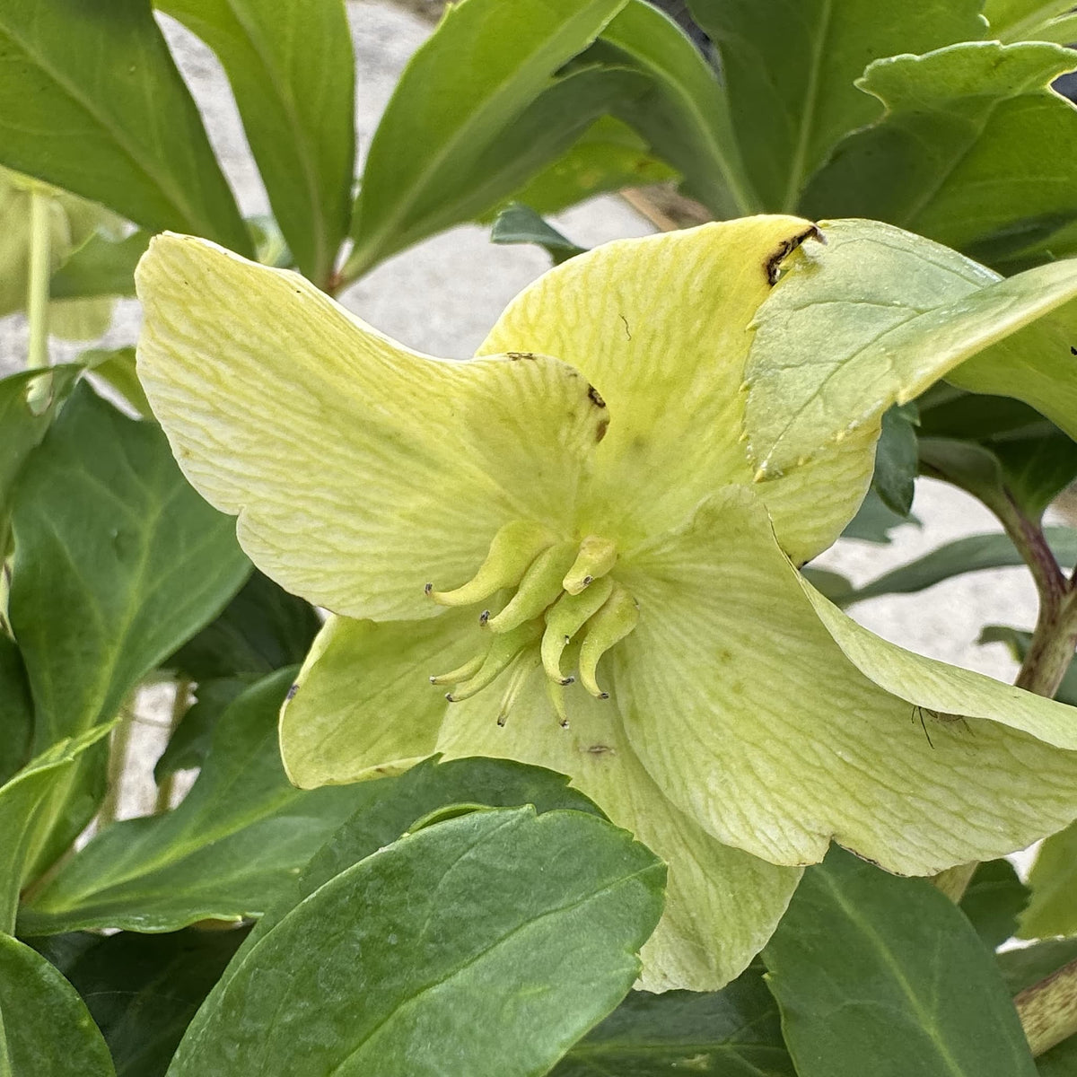 Helleborus niger