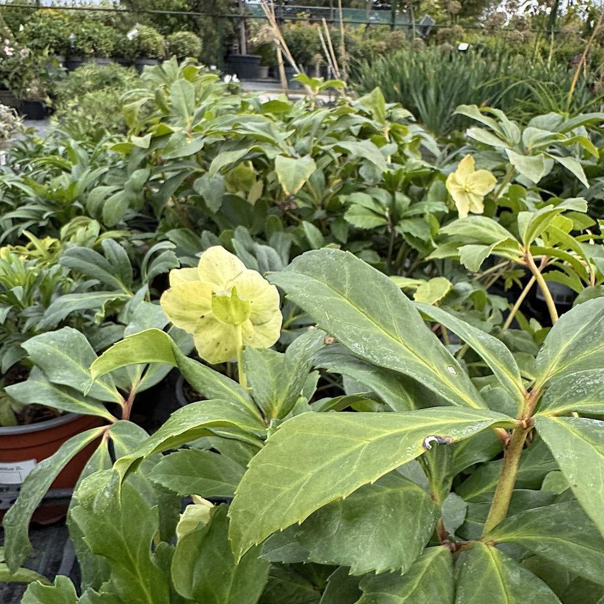Helleborus niger