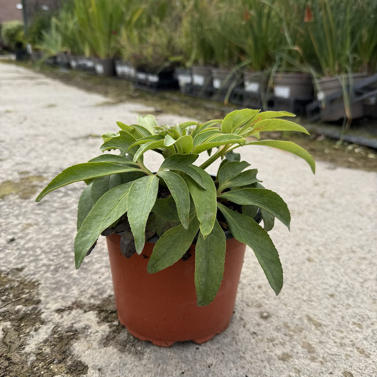 Helleborus foetidus