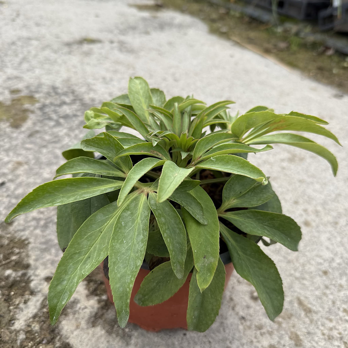 Helleborus foetidus