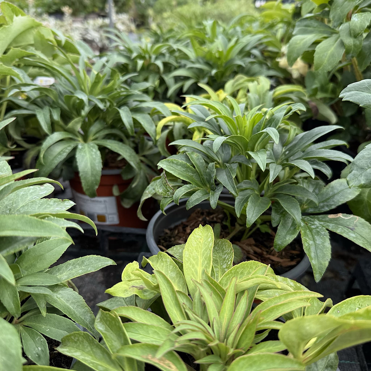 Helleborus foetidus
