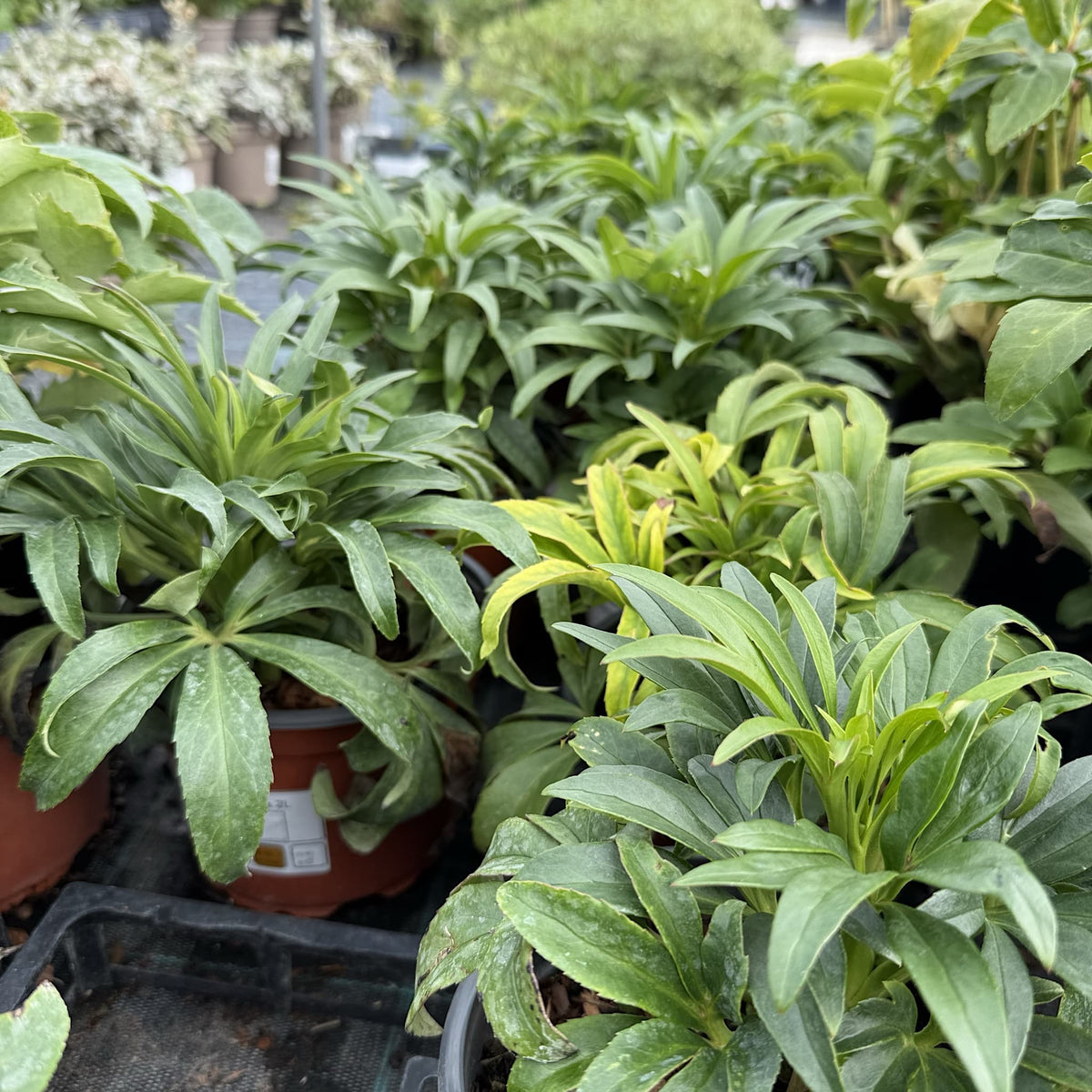 Helleborus foetidus